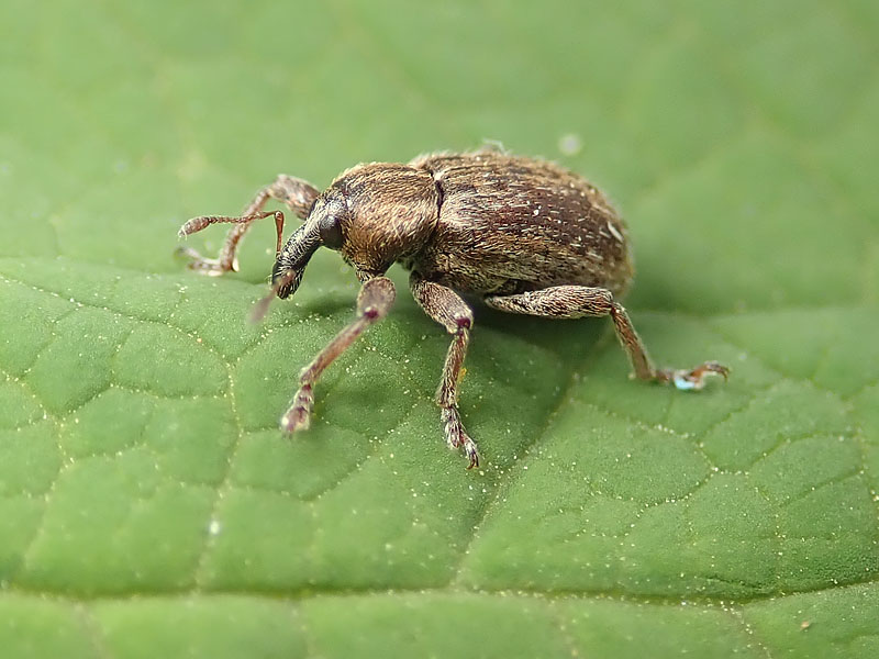 Curculionidae:  Hypera (Dapalinus) meles